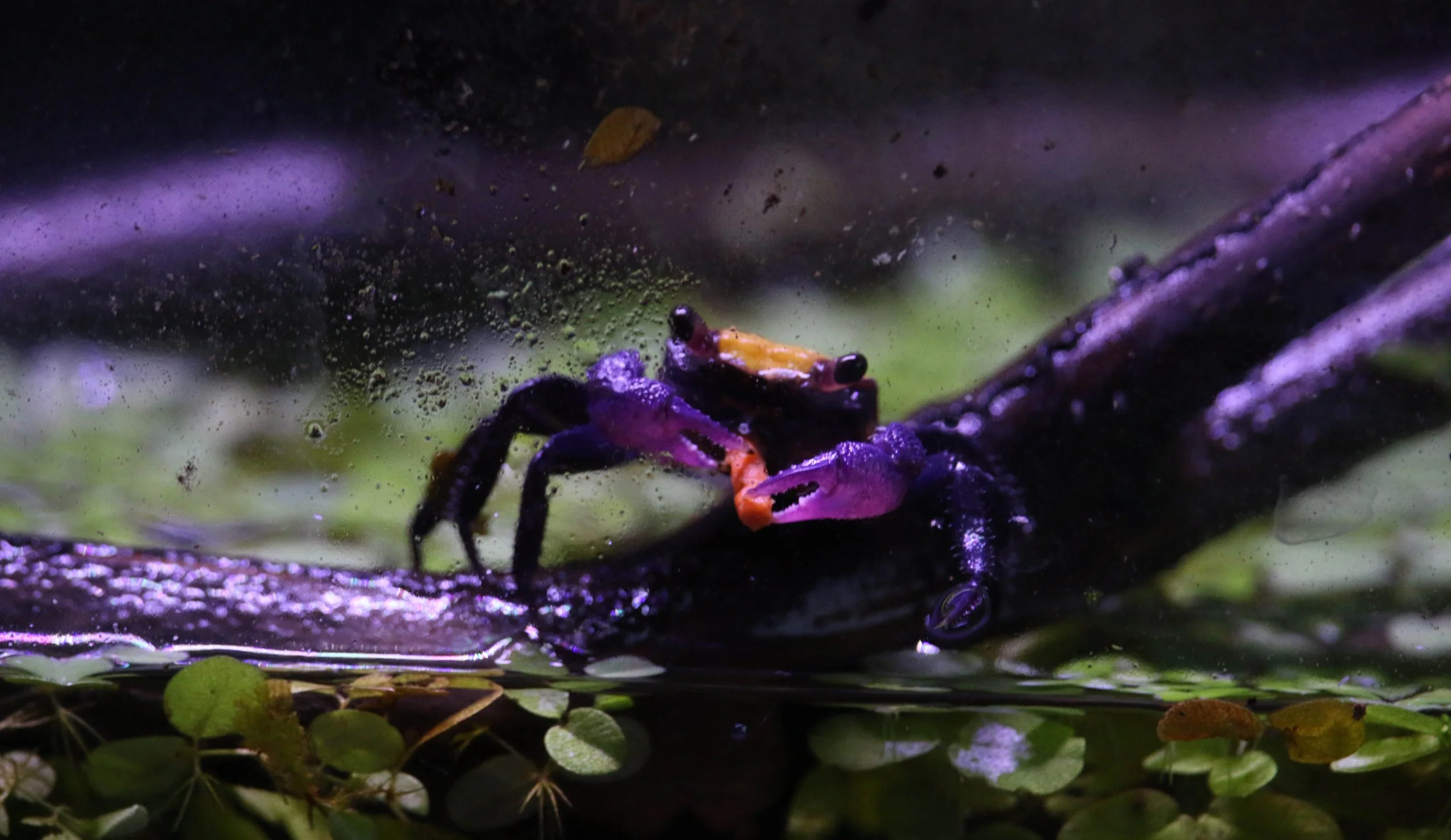 GEOSESARMA SP. BANANA (LEMON VAMPIRE CRAB) — Indoor Ecosystem